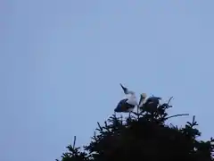 Die Störche sind gelandet