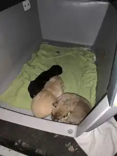 16 Hunde in einem Fiat Ducato