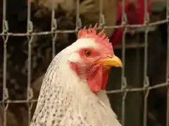 Aufstallung wird aufgehoben
