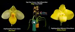 Orchideen online bewertet