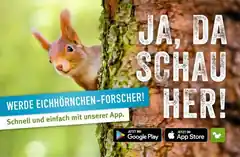 BUND Naturschutz ruft auf zum Eichhörnchen-Zählen