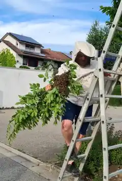 Obacht! Heuer ist ein Schwarmjahr