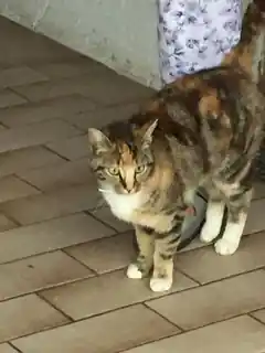 Wer vermisst diese Katze?