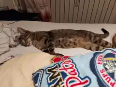 Wo ist die kleine „Chika“?
