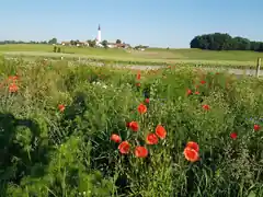 Soyen blüht auf