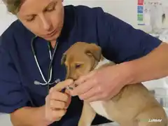Das Tierwohl immer im Blick