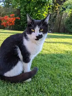 Wo ist der Kater Crusoe?