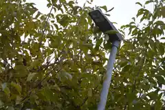 Insekten mögen’s nachts lieber dunkel