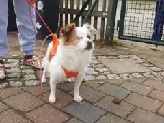 UPDATE: Frauchen gefunden
