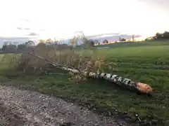 Der Biber-Zahn hat ihn umgehauen