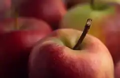 Obstproben nun im Landratsamt abgeben