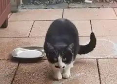Wem gehört diese Katze?