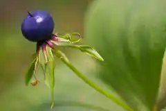 Die Einbeere ist Blume des Jahres 2022