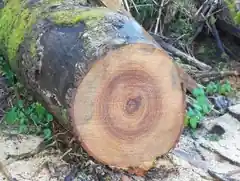 Etwa 30 Bäume werden gefällt