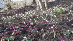 Der Frühling kommt schon ums Eck …