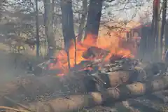 Baumstämme lichterloh in Flammen