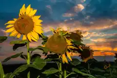 Frühlingsträume – Sommertage