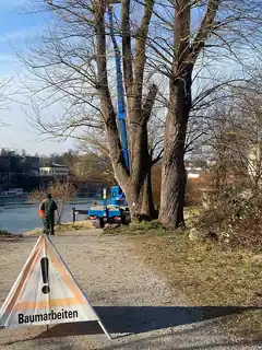 Baumpflege am Inndamm