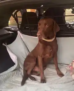 Heute geht’s um den Hund im Auto