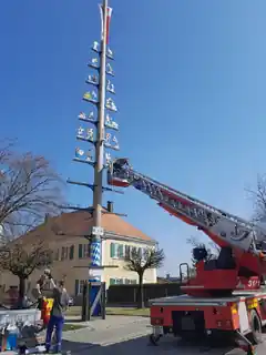 Haager Maibaum erstrahlt wieder
