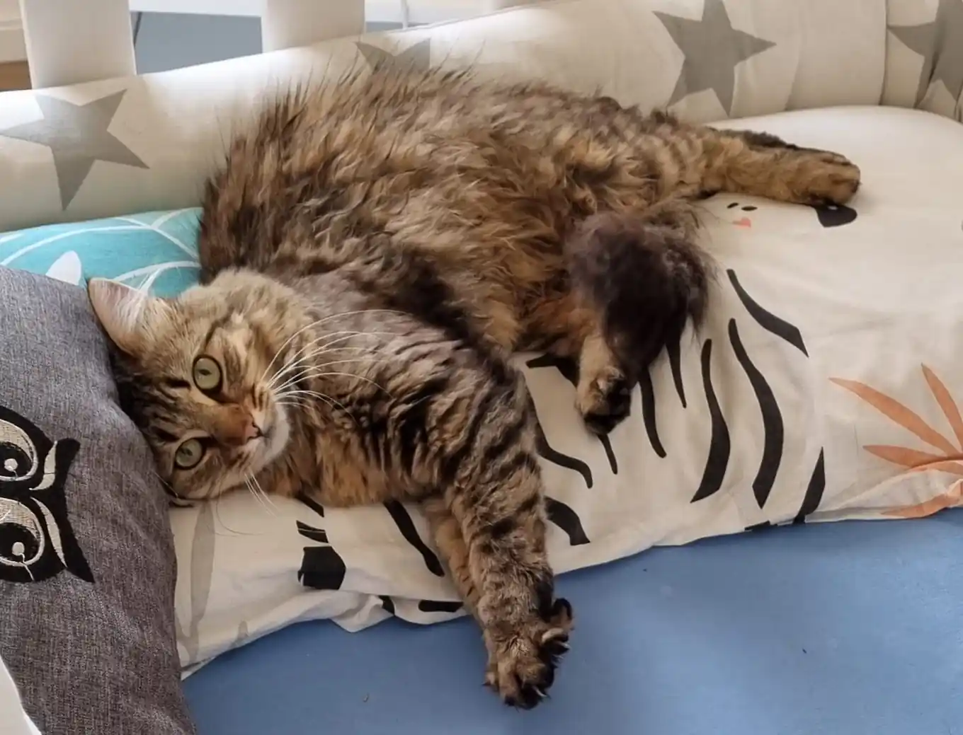 Wo ist die Katze Peppa?