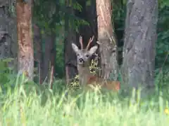 Die Jagd auf den Rehbock hat begonnen