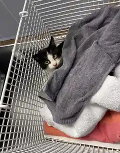 Wem gehört die verletzte Katze?