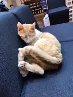 Wem gehört der kleine Tiger?