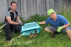 Wieder Rehkitze gerettet
