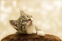 Corona von Katze auf Mensch übertragen