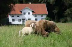 Was, wenn alte Häuser erzählen könnten?