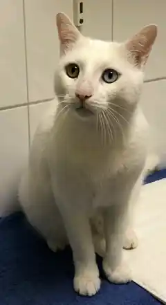 Zuhause für Kater Leonardo gesucht