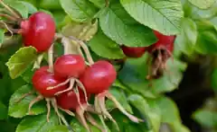 Wildrosen-Führung mit Gartenbäuerin Petra Sewald