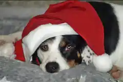 Adventsmarkt im Tierheim