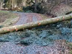 Baumfällarbeiten im Bereich Penzing