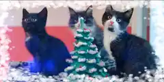 Tierheim Rosenheim lädt zum Adventsmarkt