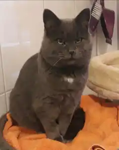 Wer nimmt Kater Seppi?