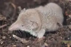 Keine Hinweise auf weitere Bornavirus-Infektion