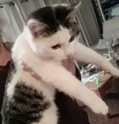 Wem gehört der kleine Kater?