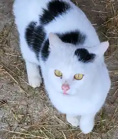 Wohin gehört die Katze?