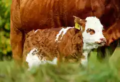 Das Kalb ist wieder daheim