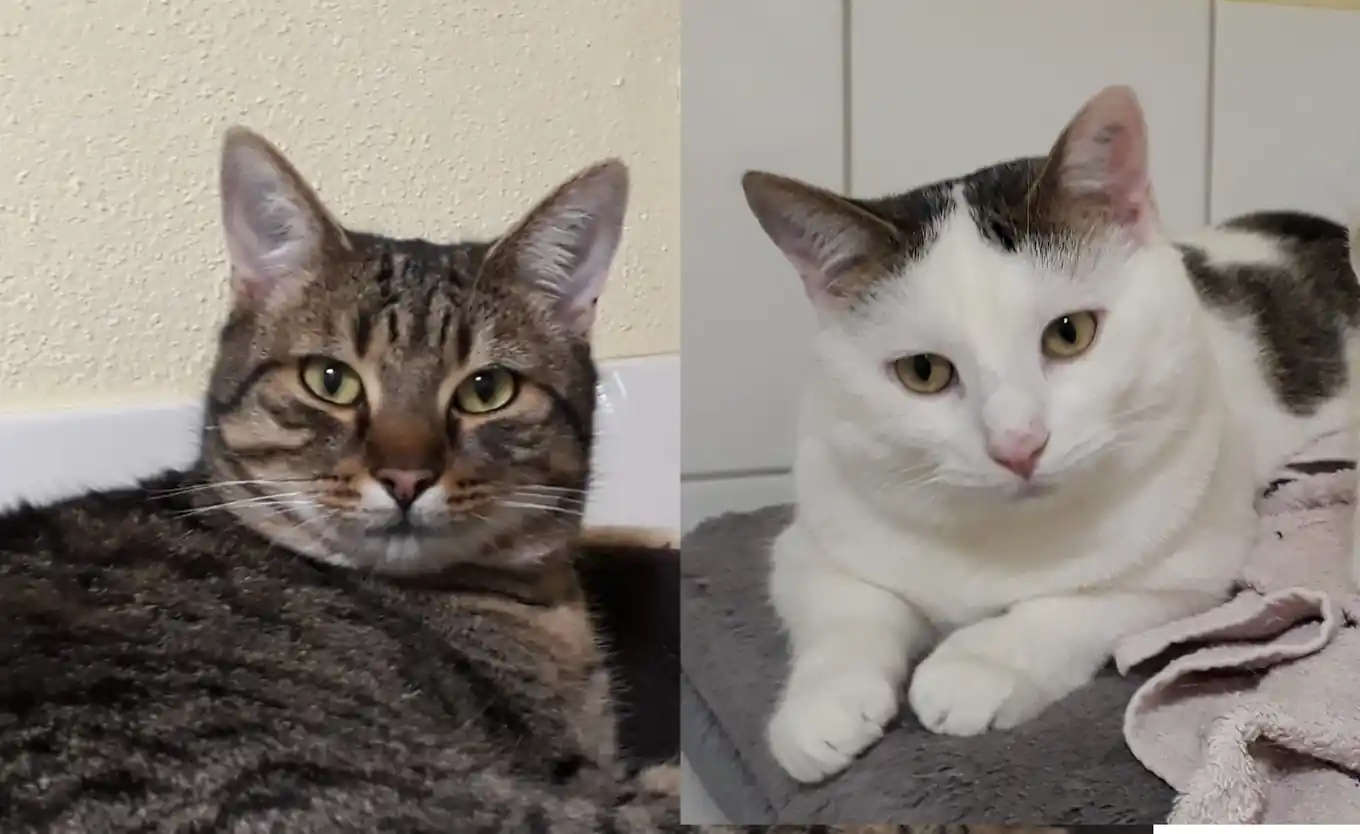 „Willi“ und „Wendolin“ suchen liebevolles Zuhause