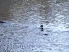 Seltener Gast am Wuhrbach-Zufluss