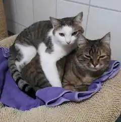 Zwei Miezen suchen ein Zuhause