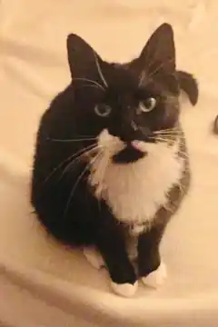 Kater zugelaufen: Wem gehört das Fellknäuel?