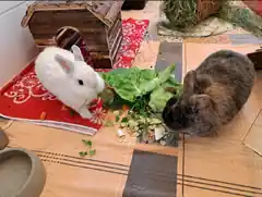 Emilie und Pauli suchen einen neuen Platz