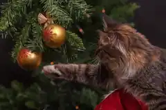 Christbaumentsorgung in Stadt und Altlandkreis