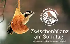 Weniger Vögel als in den Jahren zuvor