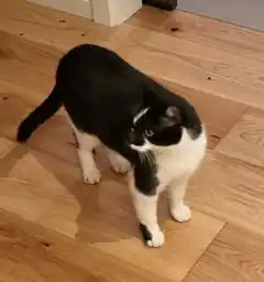 Kater Paul aus Untersteppach ist weg
