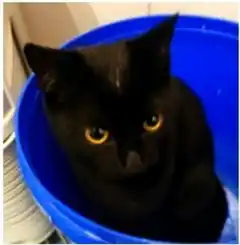 Katze Asa wird in Pfaffing vermisst